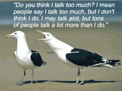 Seagulls Talking Loudly GIF