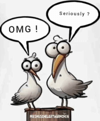 Seagulls Talking Omg GIF
