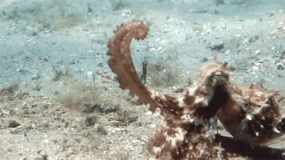 Seahorse Swimming Near Coral Reef GIF