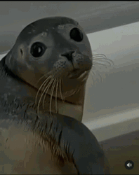 Seal GIF