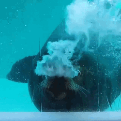 Seal Blowing Bubbles GIF