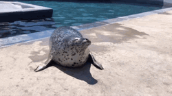 Seal Body Wiggling GIF