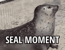 Seal Bouncing Moment GIF