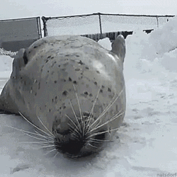 Seal Clapping Belly GIF