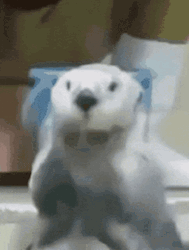 Seal Clapping Flippers GIF