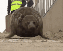 Seal Crawling Fast GIF