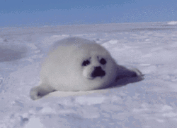 Seal Crawling On Ice Floor GIF