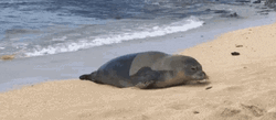 Seal Crawling On Sand GIF