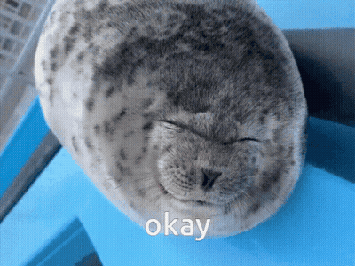 Seal Eyes Closed Saying Okay GIF