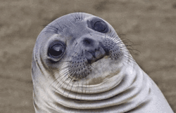 Seal GIF
