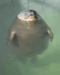 Seal Floating On Water GIF