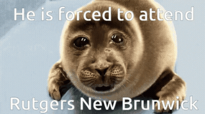 Seal Forced To Attend Rutgers New Brunwick GIF