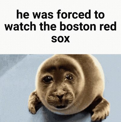 Seal Forced To Watch The Boston Red Sox GIF