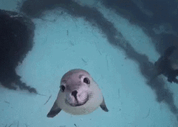 Seal Happily Swimming GIF