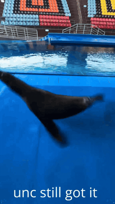 Seal In Pool Saying Unc Still Got It GIF