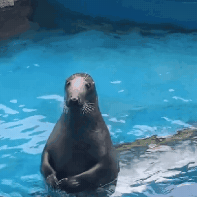 Seal In Water Looking At Camera GIF