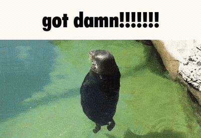 Seal In Water Saying Got Damn GIF