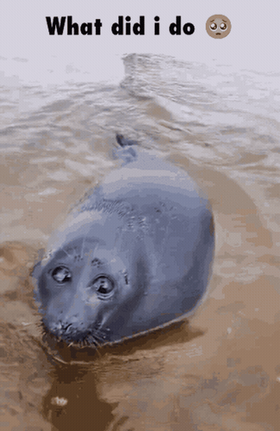 Seal In Water Saying What Did I Do GIF