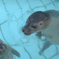 Seal Kiss In The Cheek  GIF