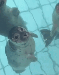 Seal Kissing The Other One GIF
