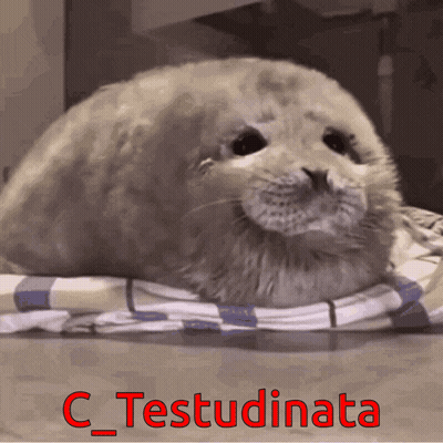 Seal Laying On Blanket C_testudinata GIF
