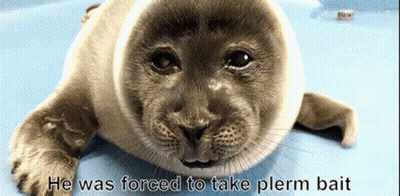 Seal Laying On Blue Surface Saying He Was Forced To Take Plerm Bait GIF