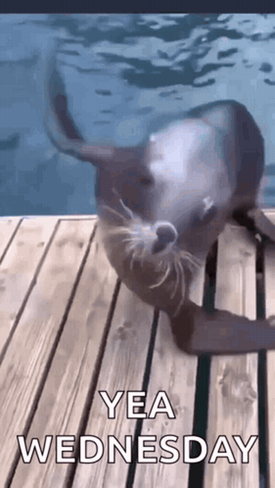 Seal Laying On Dock Saying Yea Wednesday GIF