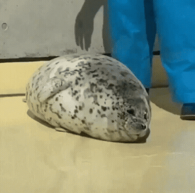 Foca acostada en el suelo junto a una persona GIF