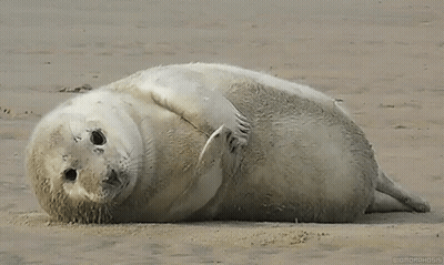Seal Laying On Its Back On Beach GIF