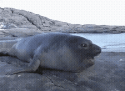 Seal Laying On Rock By Water GIF