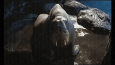 Seal Laying On Rock I Don't Get It GIF
