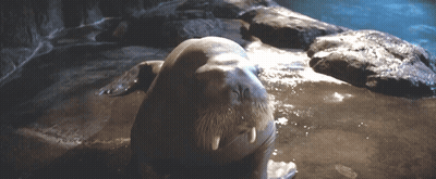 Seal Laying On Rock Looking At Camera GIF