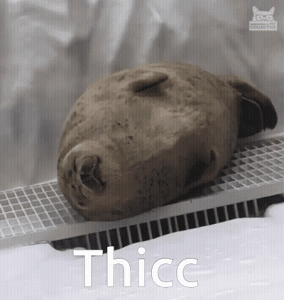 Seal Laying On Shelf With Thicc GIF