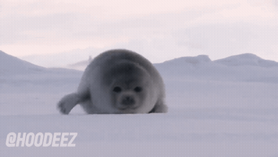 Seal Laying On Snowy Field GIF
