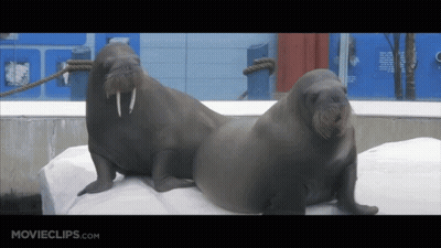 Seal Laying On Water Edge With NDR GIF