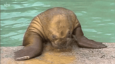 Seal Laying On Water Edge With Ndr GIF
