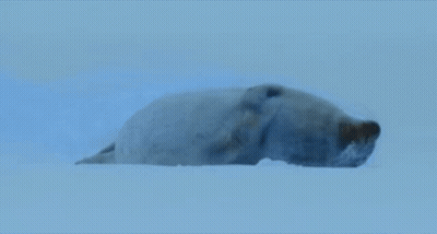 Seal Lying In Ice Looking At Camera GIF