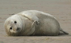 Seal Lying In Sand GIF