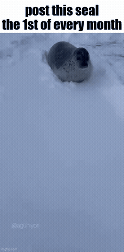Seal Lying In Snow With Post This Seal Caption GIF