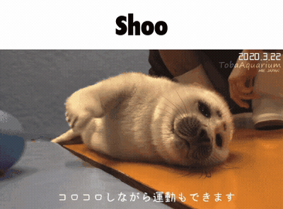 Seal Lying On Back With Shoo GIF