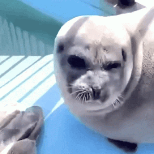 Seal Lying On Blue Table GIF