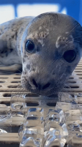 Seal Lying On Ice Cubes GIF