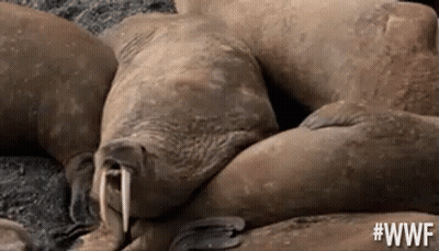Seal Lying On Ice Looking At Camera GIF