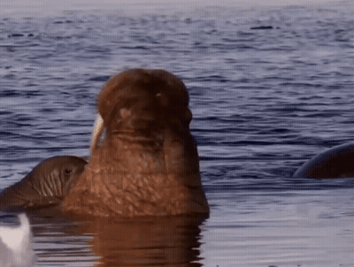 Seal Lying On Rock Saying I Don't Get It GIF