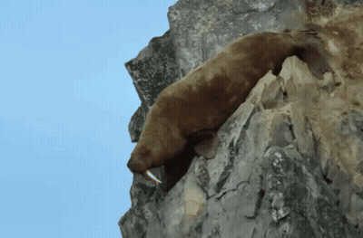 Seal Lying On Rock With Mouth Open GIF