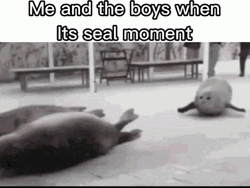 Seal Moment In Motion GIF
