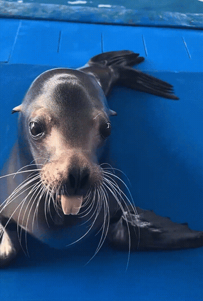 Seal On Back Blue Surface Looking At Camera GIF