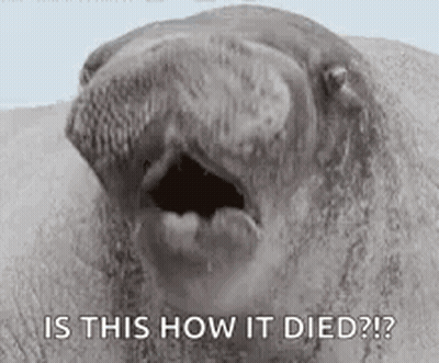 Seal Open Mouth Is This How It Died GIF