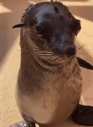 Seal Playfully Stick Out Tongue GIF