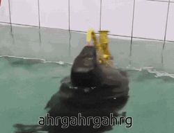 Seal Playing Saxophone In The Water GIF